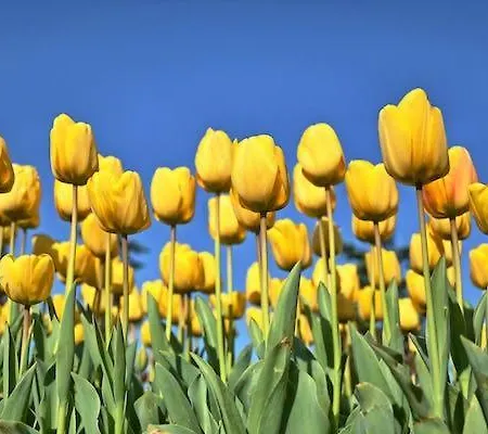 Gelijkvloers 150m Apartment